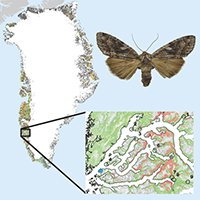 21. Effects of insect outbreaks on Arctic vegetation (detail from Fig. 1 & 4, Eurois occulta picture from https://commons.wikimedia.org/wiki/File:Eurois_occulta.01.jpg)