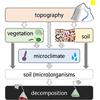 32. Direct and indirect effects of topography, vegetation, and soil characteristics that might control litter decomposition in the Arctic tundra (Fig. 1).
