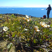 16. Tundra plants are often only a few centimeters tall – Dryas integrifolia growing on Disko Island, western Greenland (photo-copyright: Normand-Treier)