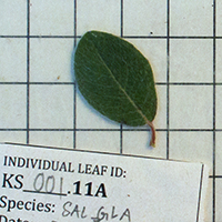 17. Leaf of a Salix glauca plant collected for trait analyses (photo-copyright: Normand-Treier)