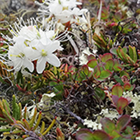19. Arctic Tundra Plant Species, Disko Island, Greenland, 2018 (photo copyright: Normand-Treier)