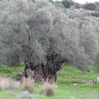 3. Old olive tree (Olea europaea) on Crete (photo-copyright: Normand-Treier)