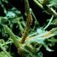 4. Senecio vulgaris infected by Puccinia lagenophorae (photo-copyright: Nigel D. Paul)